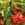Begonias: Begonia 'Dragon Wing Red'