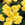 Begonias: Begonia 'Yellow Anne'