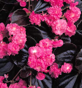 Begonia