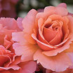Easy_does_it_rose