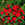 Begonias: Begonia 'New Star Red'
