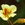 Annuals: Tropaeolum majus 'Wina'