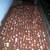 Forcing_tulips_in_backyard_3_