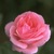 Pink_rose