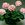 Geraniums: Pelargonium 'Cotton Candy'