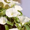 Morning-glory