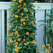 Black-eyed-susan-vine