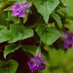 Annuals_gloxinia_asarina-1