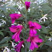 Gladiolus_gladiolus_communis_ssp