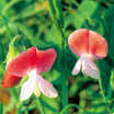 Beans_phaseolus_coccineus_painted_lady-1