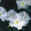 Flowermoonflower