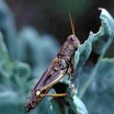 Grasshopper