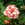 Begonias: Begonia 'Picotee'