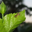 Baby_frog_on_hibiscus_leaf_10409