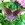 Butterfly Gardens