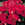 Begonias: Begonia 'Barkos'