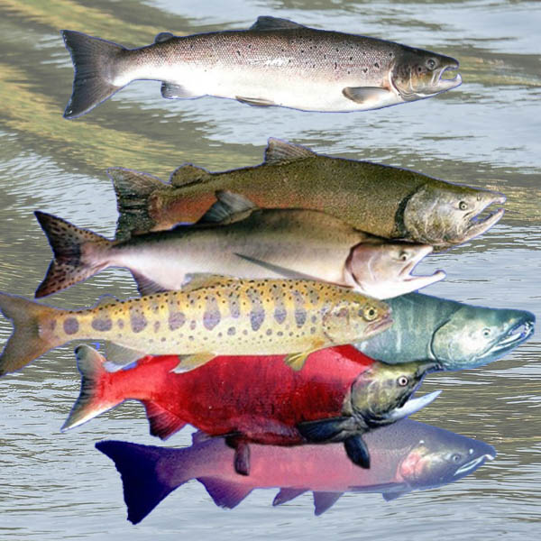 trout vs salmon health benefits