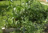 2011-07-13_11-27-45_816.jpg