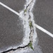 Cracks in the courts