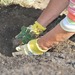 Planting
