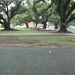gorgeous park...just no playground equipment