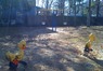 Listing ducks and baby swings