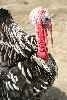 Black-and-white-turkey_20_1_-tn_poster