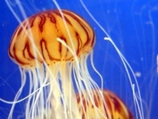 Jellyfish_poster