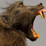 Baboon_poster