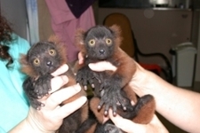 Lemurbabies_poster