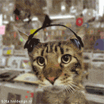 Funny__cat_poster