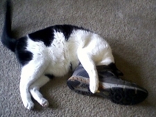 Nay_shoe_poster