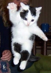 Cat_poster