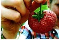 Strawberry_poster