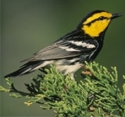 Songbirdgcwa_poster