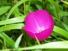 Purple_flower_poster