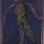 abelman
