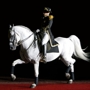 Lipizzaner_sq_90