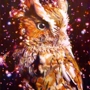 Owl_sq_90