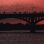 Bats_sq_90