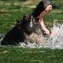 Hippo_sq_90