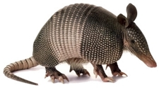 Armadillo-large_poster