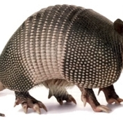 Armadillo-large_sq_177