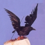 Raven3_sq_90