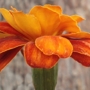 Flora_sq_90