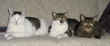 Squeezethecats_poster