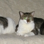 Squeezethecats_sq_90