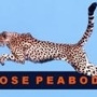Those_peabodys_sq_90