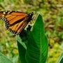 The_monarch_sq_90