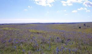 KSTallgrassPrairie.jpg